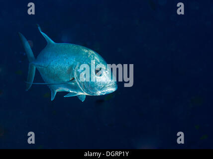 Giant Trevally or Giant Kingfish (Caranx ignobilis), Balnek, -, Busuanga Island, Calamian Islands, Palawan, Mimaropa Stock Photo