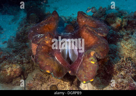 Maxima Clam or Giant Clam (Tridacna maxima), with its breathing hole open, Queensland, Queensland, Australia Stock Photo