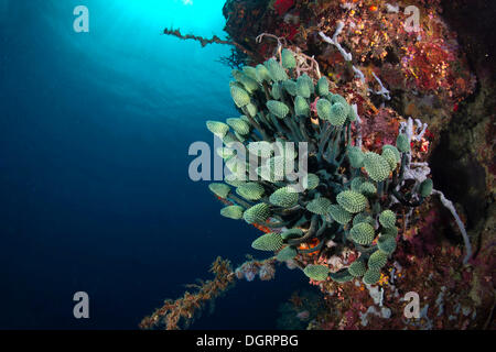 Lollipop Tunicate, Lollipop Coral or Blue Palm Coral (Nephtheis fascicularis) in a coral reef, Australia Stock Photo