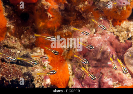 Mini Cardinalfish (Apogon neotes) in a coral reef, Logon, Palawan, Mimaropa, Philippines Stock Photo