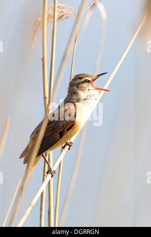 Great Reed Warbler, Drosselrohrsänger, singend im Schilf, Drossel-Rohrsänger, Rohrsänger, Acrocephalus arundinaceus Stock Photo