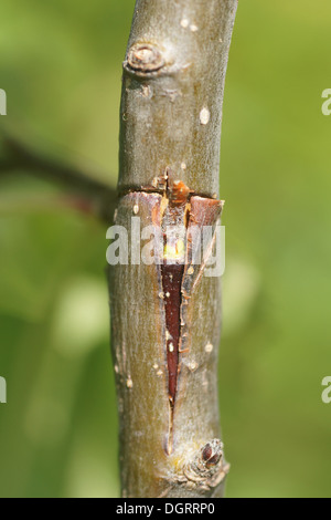Budding Stock Photo