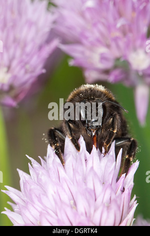 Buff-tailed bumble bee, large earth bumblebee, Dunkle Erdhummel, Porträt, Portrait, Bombus terrestris Stock Photo