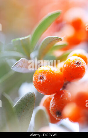 Ripe Common Sea-buckthorn (Hippophae rhamnoides) berries on a shrub, Tuscany, Italy, Europe Stock Photo