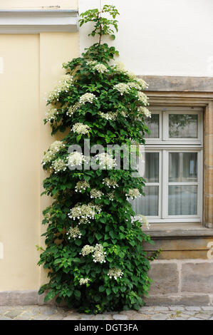 Climbing hydrangea (Hydrangea petiolaris), in flower, on a facade, Erlangen, Middle Franconia, Bavaria Stock Photo