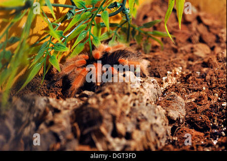 Mexican fireleg or the Mexican rustleg tarantula (Brachypelma boehmei) in a terrarium, occurrence in Mexico, Ringsheim Stock Photo