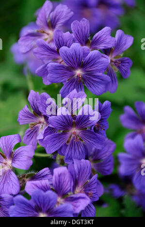 Blue flowers of the purple cranesbill 'Geranium magnificum 'Rosemoor' '(Geranium x magnificum), Kuhlrade Stock Photo