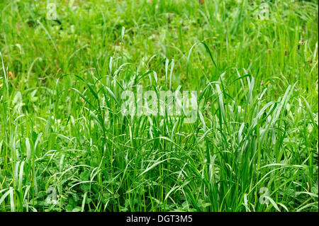 Blades of grass, red fescue or creeping red fescue grass (Festuca rubra), Freiamt, Black Forest, Baden-Wuerttemberg Stock Photo