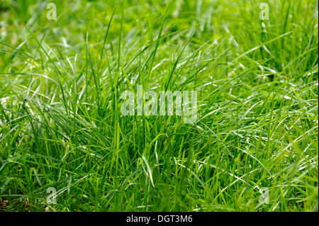 Blades of grass, red fescue or creeping red fescue grass (Festuca rubra), Freiamt, Black Forest, Baden-Wuerttemberg Stock Photo