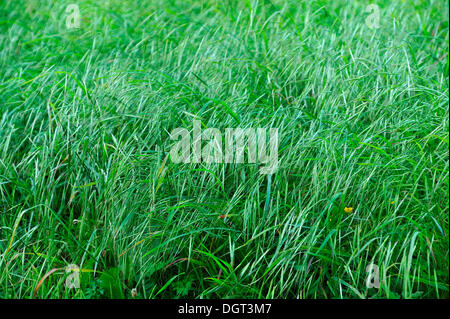 Blades of grass, red fescue or creeping red fescue grass (Festuca rubra), Freiamt, Black Forest, Baden-Wuerttemberg Stock Photo