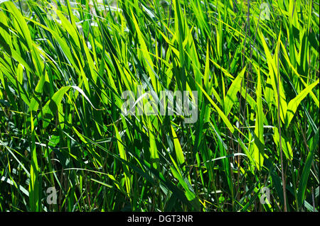 Leaves of reed (Phragmites australis), in the nature reserve, Darsser Ort, Baltic resort of Prerow Stock Photo