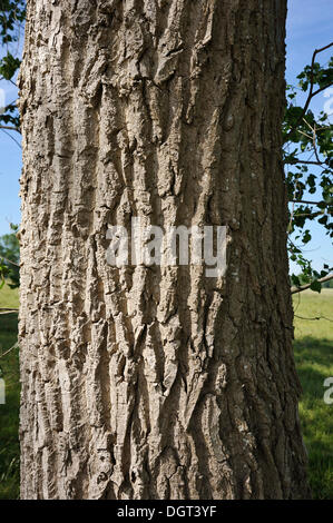 Bark of a white poplar, silver poplar (Populus alba), Kuhlrade, Mecklenburg-Western Pomerania Stock Photo