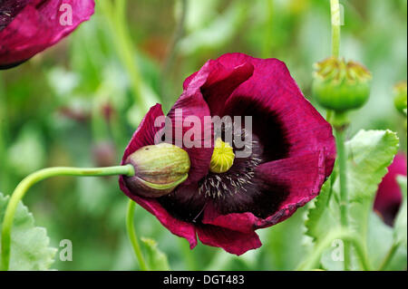 Flowering Opium poppy (Papaver somniferum) with seed vessels, Gross Siemen, Mecklenburg-Western Pomerania Stock Photo