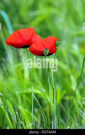 Blooming Corn poppies (Papaver rhoeas) and seed vessels with raindrops, Kleingeschaidt, Middle Franconia, Bavaria
