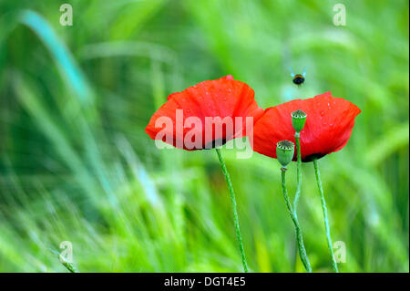 Blooming Corn poppies (Papaver rhoeas) and seed vessels with raindrops, Kleingeschaidt, Middle Franconia, Bavaria