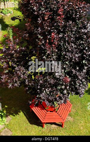 View of a Red maple (Acer rubrum) as seen from above, with a red bench built around it, in a garden, Schnaittach Stock Photo