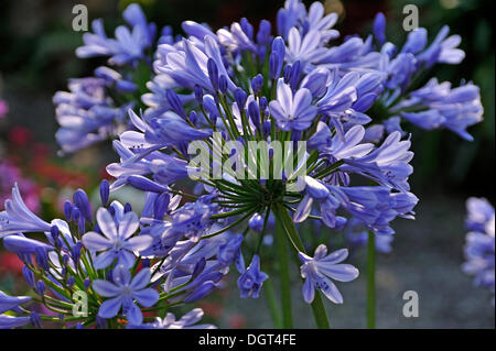 Blossom, African lily (Agapanthus africanus), Eckental, Middle Franconia, Bavaria Stock Photo