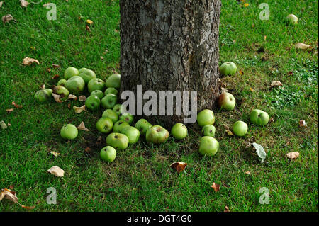 Windfall, green apples lying under an apple tree, Lauf an der Pegnitz, Middle Franconia, Bavaria Stock Photo