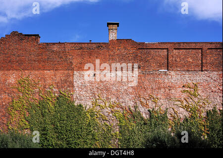 Old brick wall of a former brush factory overgrown with Japanese Creeper or Boston Ivy (Parthenocissus tricuspidata), view from Stock Photo