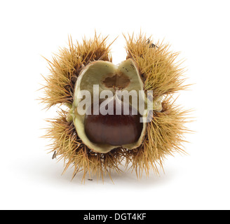 single chestnut in open shell Stock Photo