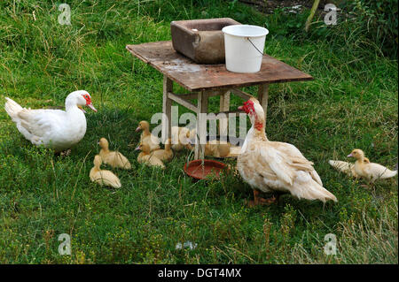 Muscovy ducks (Cairina moschata) and chicks standing at a feeding dish on a farm, Eckental, Middle Franconia, Bavaria Stock Photo