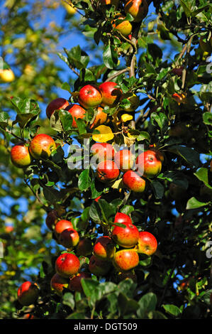 Ripe apples (Malus domestica) on an apple tree, Othenstorf, Mecklenburg-Western Pomerania, PublicGround Stock Photo