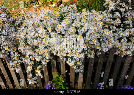 White Wood Asters (Aster divaricatus) growing over a fence, Algersdorf, Franconian Switzerland, Middle Franconia, Bavaria Stock Photo