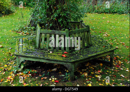 Moss-covered hexagonal bench around an apple tree in autumn, Bruetzkow, Mecklenburg-Western Pomerania Stock Photo