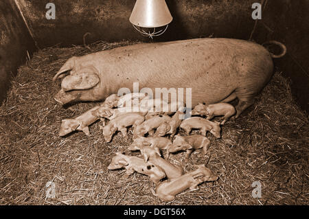 Sow with 15 piglets on straw in a farrowing pen under a heat lamp, Franconian farm, Eckenhaid, Eckental, Middle Franconia Stock Photo