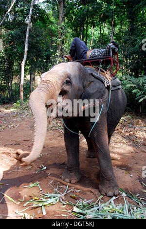 Elephant camp Ban Kwan Chang, elephant trekking in the tropical forest of Koh Chang Island, National Park Mu Ko Chang, Trat Stock Photo