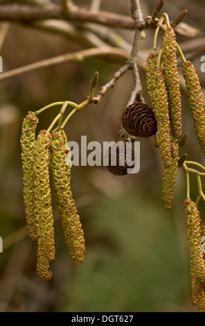 Italian Alder, Alnus cordata catkins in spring, wind-pollinated. Naturalised in UK, from Italy. Stock Photo