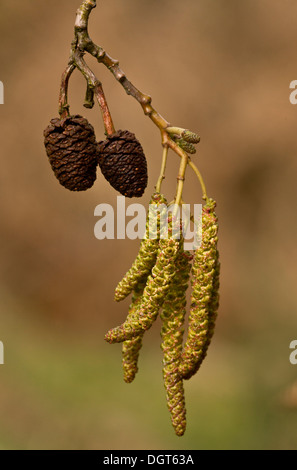 Italian Alder, Alnus cordata catkins in spring, wind-pollinated. Naturalised in UK, from Italy. Stock Photo