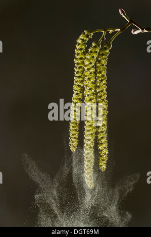 Italian Alder, Alnus cordata catkins in spring, shedding pollen; wind-pollinated. Naturalised in UK, from Italy. Stock Photo