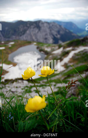 Globeflower (Trollius europaeus), yellow flowers, in nature preservation area, landscape at the Loser Berg mountain, Altaussee Stock Photo