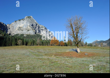 trees with autumn leaves, fallen leaves and surrounding mountains - Karwendel, Hinterriss, Eng, Austria Stock Photo