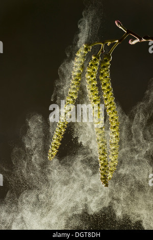 Italian Alder, Alnus cordata catkins in spring, shedding pollen; wind-pollinated. Naturalised in UK, from Italy. Stock Photo