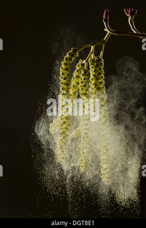 Italian Alder, Alnus cordata catkins in spring, shedding pollen; wind-pollinated. Naturalised in UK, from Italy. Stock Photo