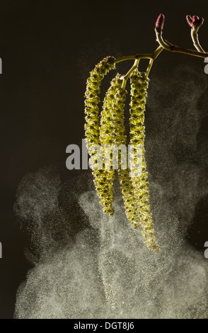 Italian Alder, Alnus cordata catkins in spring, shedding pollen; wind-pollinated. Naturalised in UK, from Italy. Stock Photo