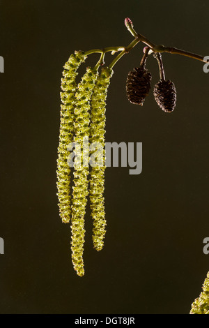 Italian Alder, Alnus cordata catkins in spring, with male and female cones. Naturalised in UK, from Italy. Stock Photo