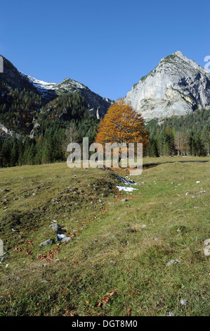 trees with autumn leaves, fallen leaves and surrounding mountains - Karwendel, Hinterriss, Eng, Austria Stock Photo