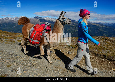 Llama tour at the summit of Boeses Weibele Mountain in the Defregger Group, Carnic Dolomites, Upper Lienz, Puster Valley