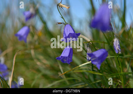 Bellflower (Campanula sp.), Chiemgau, Bavaria Stock Photo