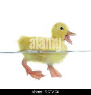 swimming nestling of duck on white background Stock Photo