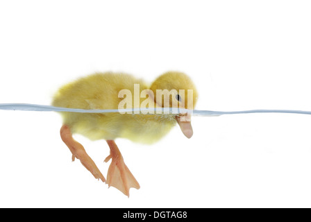 swimming nestling of duck on white background Stock Photo