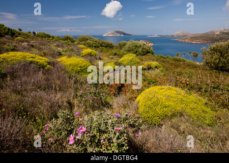 Flowery phrygana or garrigue, with mounds of greek spiny spurge, at Cape Sounion, south of Athens. Greece. Stock Photo