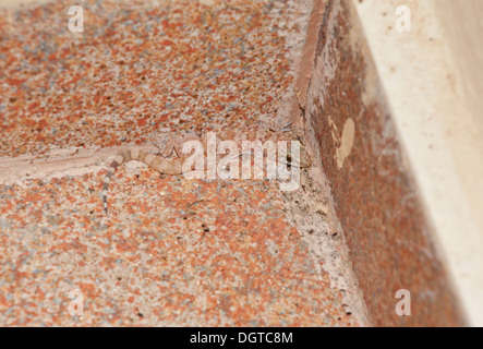 Mediterranean House Gecko / Turkish Gecko, Hemidactylus turcicus on a house wall at night; Chios, Greece. Stock Photo