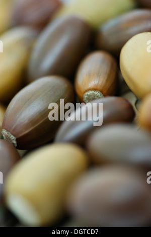 contemporary shot acorns  Jane Ann Butler Photography  JABP1039 Stock Photo