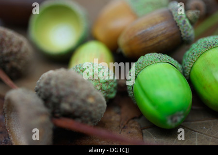 beautiful selection of acorns, fresh green, in caps, empty caps  Jane Ann Butler Photography  JABP1040 Stock Photo