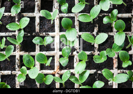 SprouSprouted seeds tomatoted seeds tomato Stock Photo