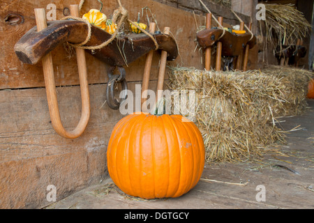 New York, Cooperstown, Farmers Museum. Pumpkin in barn with bale of hay. Stock Photo